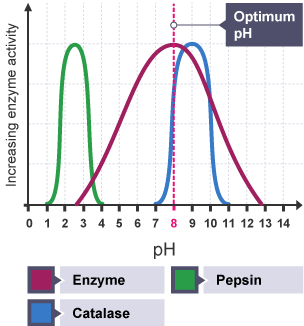 Graph with enzyme activity rate on y and pH on x. Plotted line at 0 rises at increasing rate to Optimum pH, falls again at reducing rate to 0.  Working range is area between the line and the x-axis.