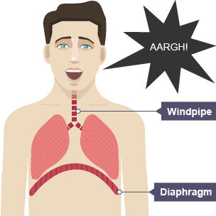 Diagram of a human respiratory system with diaphragm and windpipe labelled