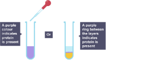 A diagram showing the presence of protein in a solution