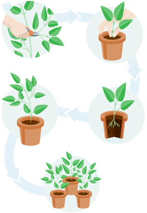 An image showing the process of taking a cutting. The gardener takes a cutting from a large plant, puts it in a pot of soil. The plant grows larger. There are multiple plants. 