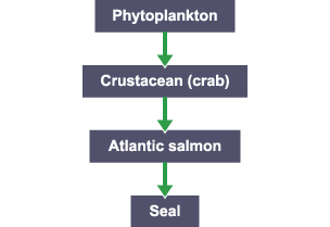 Food chain: Phytoplankton > Crustacean (crab) > Atlantic salmon > Seal.