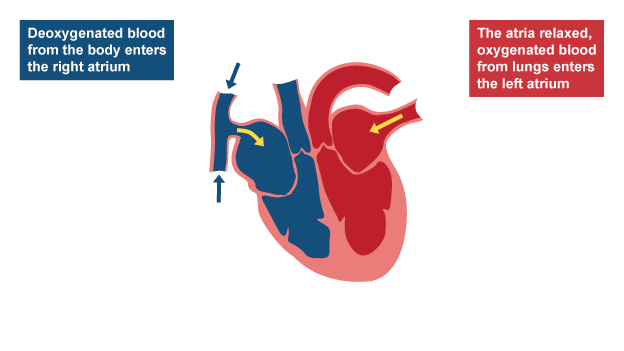 What carries deals deoxygenated blood