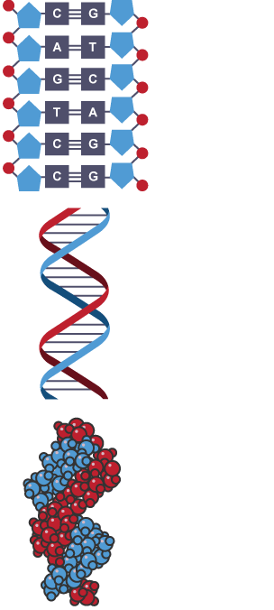 BBC Bitesize - Higher Biology - The structure and replication of DNA ...