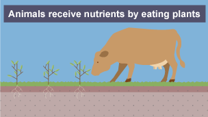 3 of 4: Animals receive nutrients by eating plants.