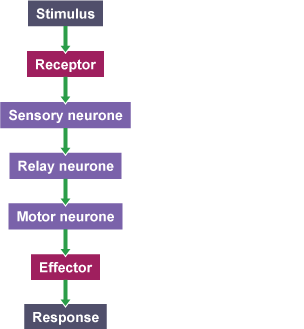 Neurones work together to make a reflex action