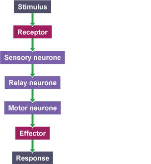 The reflex arc is the short cut of signals through the spine