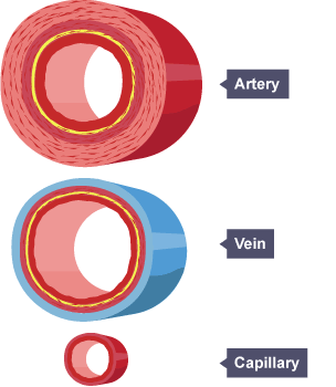 Six-mark questions - Sample exam questions - the human body - staying ...