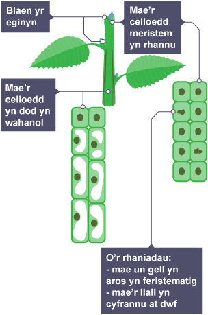 Diagram o gellraniad: Blaen egin, Mae celloedd meristem yn rhannu, Bydd y celloedd yn dechrau gwahaniaethu, O’r rhaniadau: bydd un gell yn aros yn meristematig a'r un arall yn cyfrannu at dwf