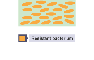 Diagram shows how the infection has evolved into a resistant strain