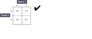 Figure 8 shows the inheritance of X and Y chromosomes with a tick placed next to parent 1.