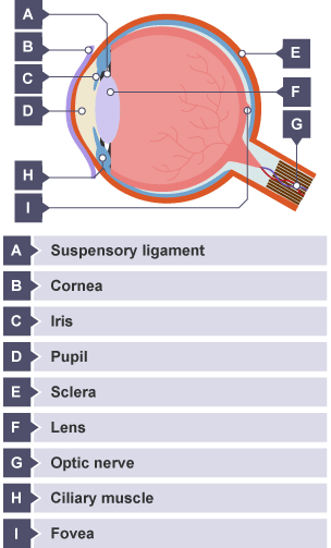 A labelled infographic of the eye