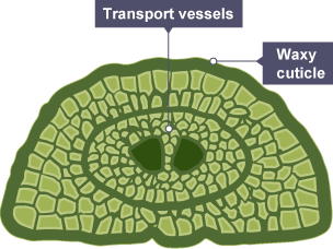 A diagram of a pine leaf with its waxy cuticle and transport vessels labelled