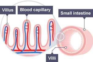 Diagram illustrating how lipids pass through the gut wall