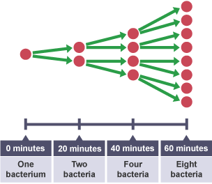 Micro-organism diagram: 0 minutes; One bacterium. 20 minutes; Two bacteria. 40 minutes; Four bacteria. 60 minutes; Eight bacteria