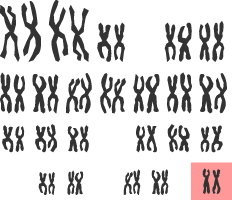 Diagram yn dangos cromosomau benyw