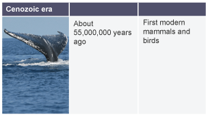 About 55,000,000 years ago: first modern mammals and birds.