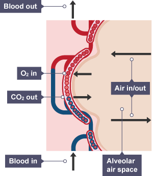 Gas exchange in the lungs. Deoxygenated blood enters the lungs, carbon dioxide leaves the blood and oxygen enters via the alveoli.