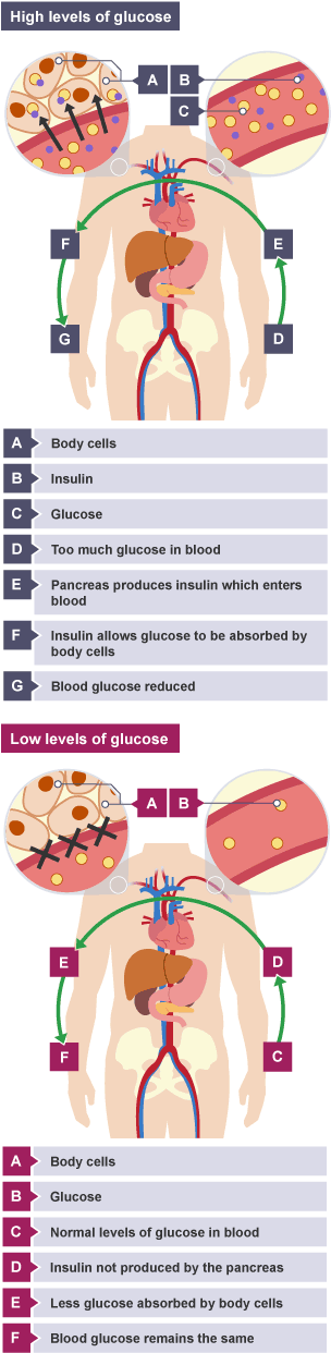 Too much glucose. Pancreas produces insulin, body cells  absorb glucose, blood glucose reduced. Normal levels, insulin not produced by pancreas, less glucose absorbed, blood glucose remains same.