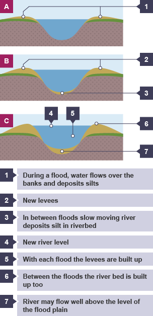 During a flood, water flows over the banks and deposits silt. In between floods, slow moving river deposits silt in riverbed and levees. With each flood the levees are built up.