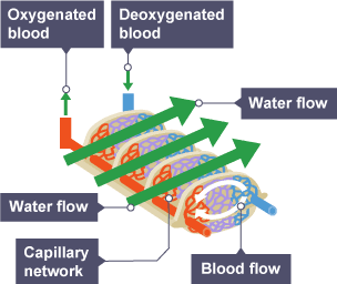 An image showing the gills from a fish and how they operate