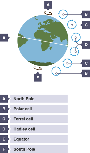 The Hadley cells occur next to the equator. The Polar cells occur next to the North and South Poles. In between the two are the Ferrel cells.