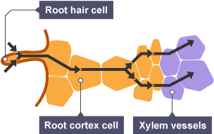 Diagram showing how osmosis causes water to pass into the root hair cells, through the root cortex and into the xylem vessels