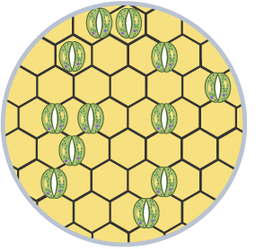 A second sample of stomata