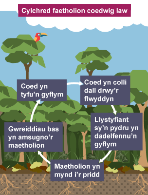 Cylchred faetholion y goedwig law: coed yn colli dail, llystyfiant sy’n pydru yn dadelfennu’n gyflym, maetholion yn mynd i’r pridd, gwreiddiau bas yn amsugno’r maetholion, coed yn tyfu’n gyflym.