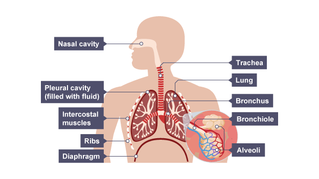 Image result for lungs labelled diagram ks2