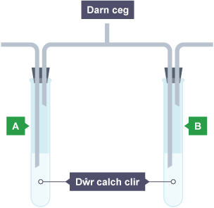 2 diwb profi, y ddau'n cynnwys dŵr calch clir, wedi'u labelu'n A a B. Mae system o bibellau wedi'u labelu'n Darn ceg yn cysylltu'r tiwbiau profi.
