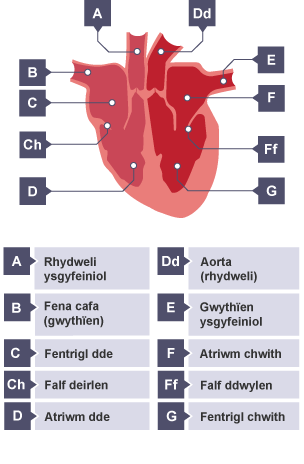 Trawstoriad o'r galon. Wedi'u labelu: Rhydweli ysgyfeiniol, Aorta, Gwythïen ysgyfeiniol, Atriwm chwith, Falf ddwylen, Fentrigl chwith, Fentrigl de, Gwahanfur, Falf deirlen, Atriwm de a Fena cafa.