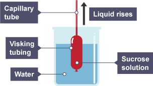 visking tubing experiment water