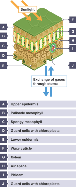 Cross section of a leaf showing Waxy cuticle, Upper epidermis, Palisade mesophyll, Spongy mesophyll containing Air space. The Lower epidermis contains Guard cells with chloroplasts surrounding Stoma.