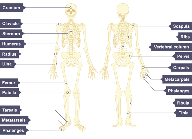 Human skeleton, with the bones labelled: cranium, clavicle, sternum, humerus, radius, ulna, femur, patella, tarsals, metatarsals, phalanges.