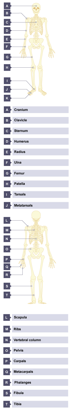 Human skeleton, with the bones labelled: cranium, clavicle, sternum, humerus, radius, ulna, femur, patella, tarsals, metatarsals, phalanges.