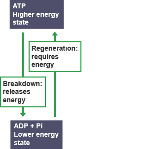 A flow chart.  ATP, higher energy state breaksdown creating ADP plus Pi, a lower energy state.  ADP + Pi + energy create ATP.