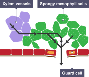 Diagram showing transpiration in a leaf. Labelled are the Xylem vessels, Spongy mesophyll cells, and Guard cells. Arrows show the direction taken by the water.