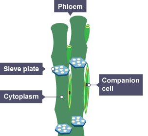 Diagram showing how the phloem moves food substances around the plant