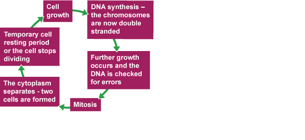 The first stages of the cell cycle involve cell growth, then synthesis of DNA. The single strand of DNA that makes up each chromosome produces an exact copy of itself.