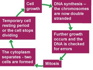 The first stages of the cell cycle involve cell growth, then synthesis of DNA. The single strand of DNA that makes up each chromosome produces an exact copy of itself.