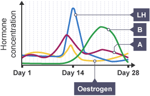The menstrual cycle and the hormone concentration level over the 28 days