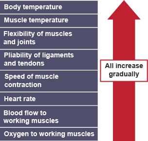 The effects of the warm up and cool down process - Methods and effects of  training - OCR - GCSE Physical Education Revision - OCR - BBC Bitesize