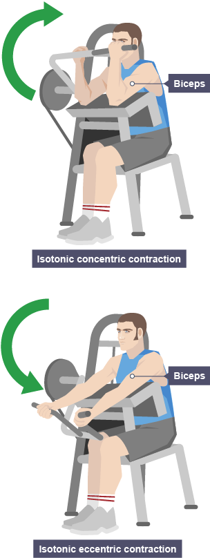 Muscles - Skeletal and muscular systems - 3rd level Science Revision - BBC  Bitesize