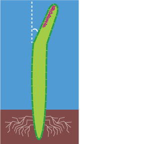 Measuring the angle of a seedling