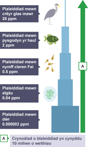 Diagram pyramid yn dangos sut mae crynodiad plaleiddiad yn cynyddu ddeg miliwn gwaith o ddŵr i algâu i nymff cleren Fai i bysgodyn haul i'r crëyr mawr glas