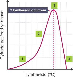 Graff llinell yn dangos Cyfradd gweithgarwch ensym yn ôl Tymheredd (°C). Pwyntiau wedi'u labelu o 1 - 4 â'r gyfradd uchaf ar bwynt 3, sydd wedi'i labelu'n Tymheredd optimwm.