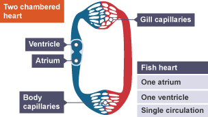 heart fish single circulation chambered bbc two biology blood bitesize maintaining metabolism