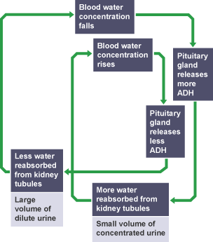 Flow chart illustrating how the kidneys work