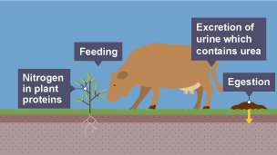 Stage three of the nitrogen cycle