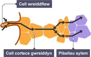 Diagram yn dangos sut mae osmosis yn achosi i ddŵr fynd i mewn i'r celloedd gwreiddflew, drwy gortecs y gwreiddyn ac i'r tiwbiau sylem